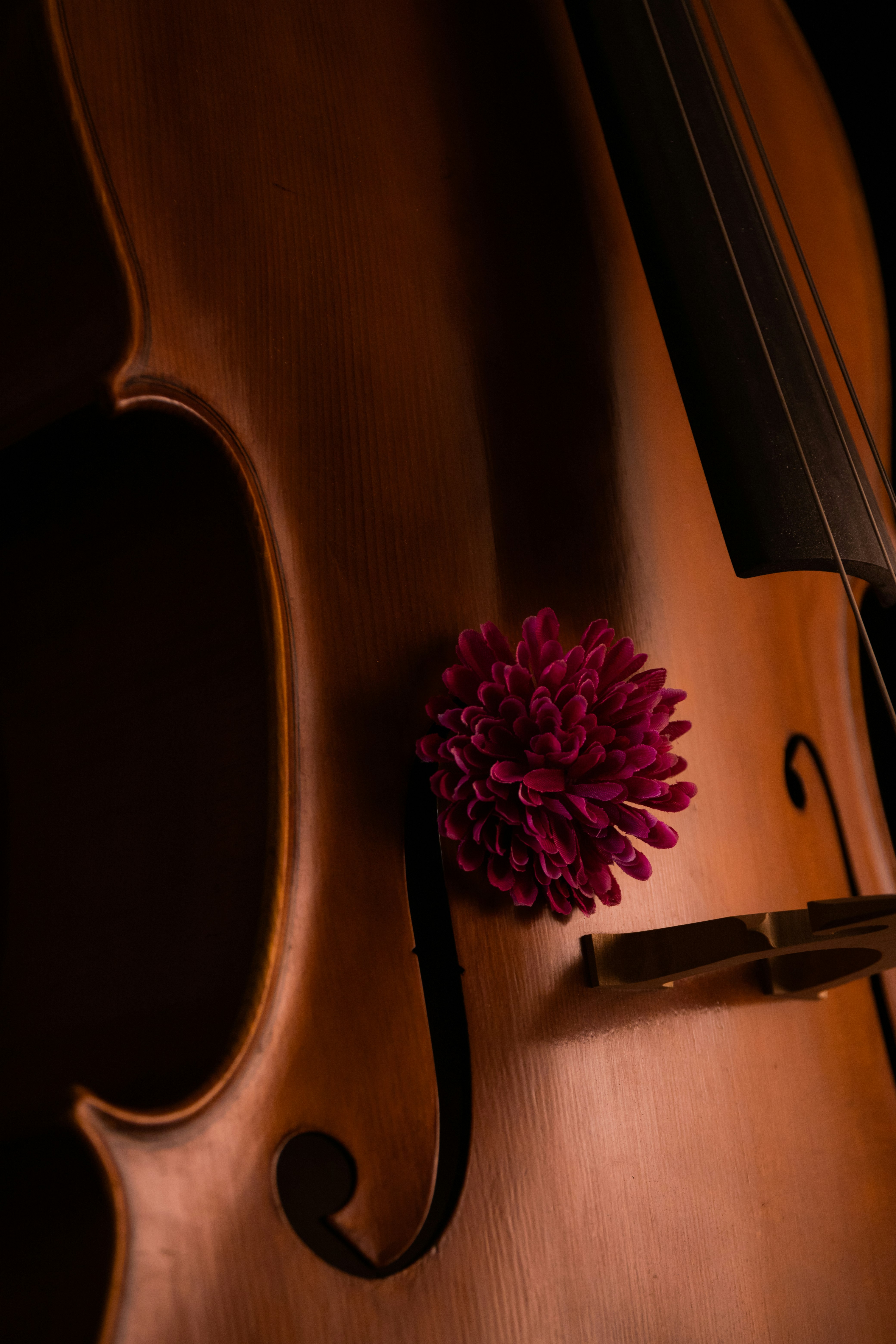 brown violin with pink flower