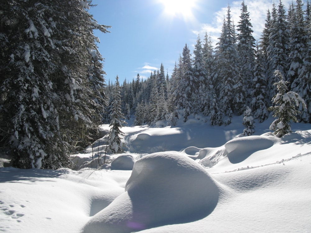 昼間の雪に覆われた野原と木々
