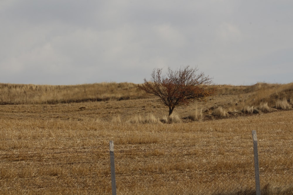 brown grass field under white sky during daytime