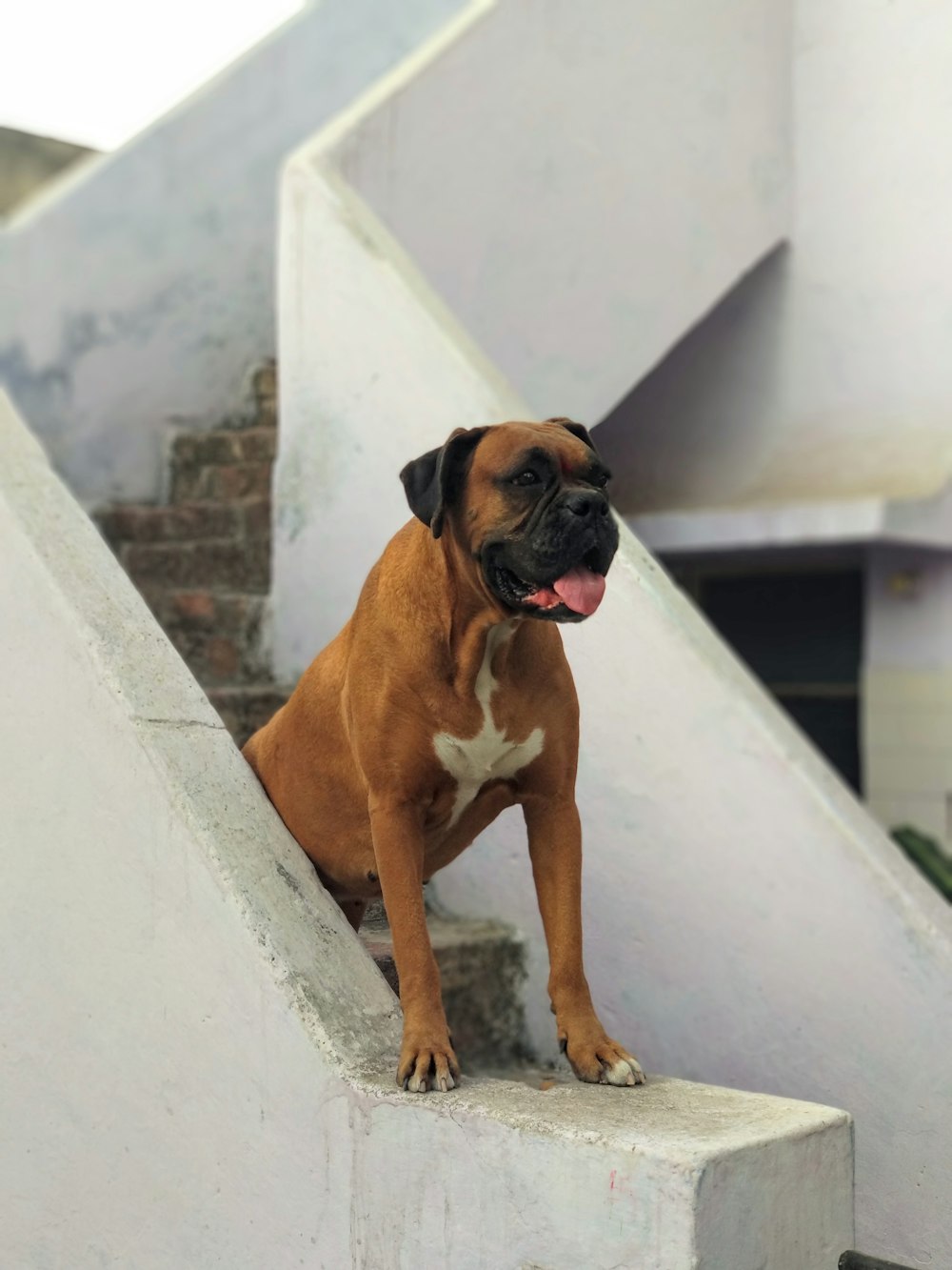 brown and white boxer dog sitting on white concrete wall during daytime