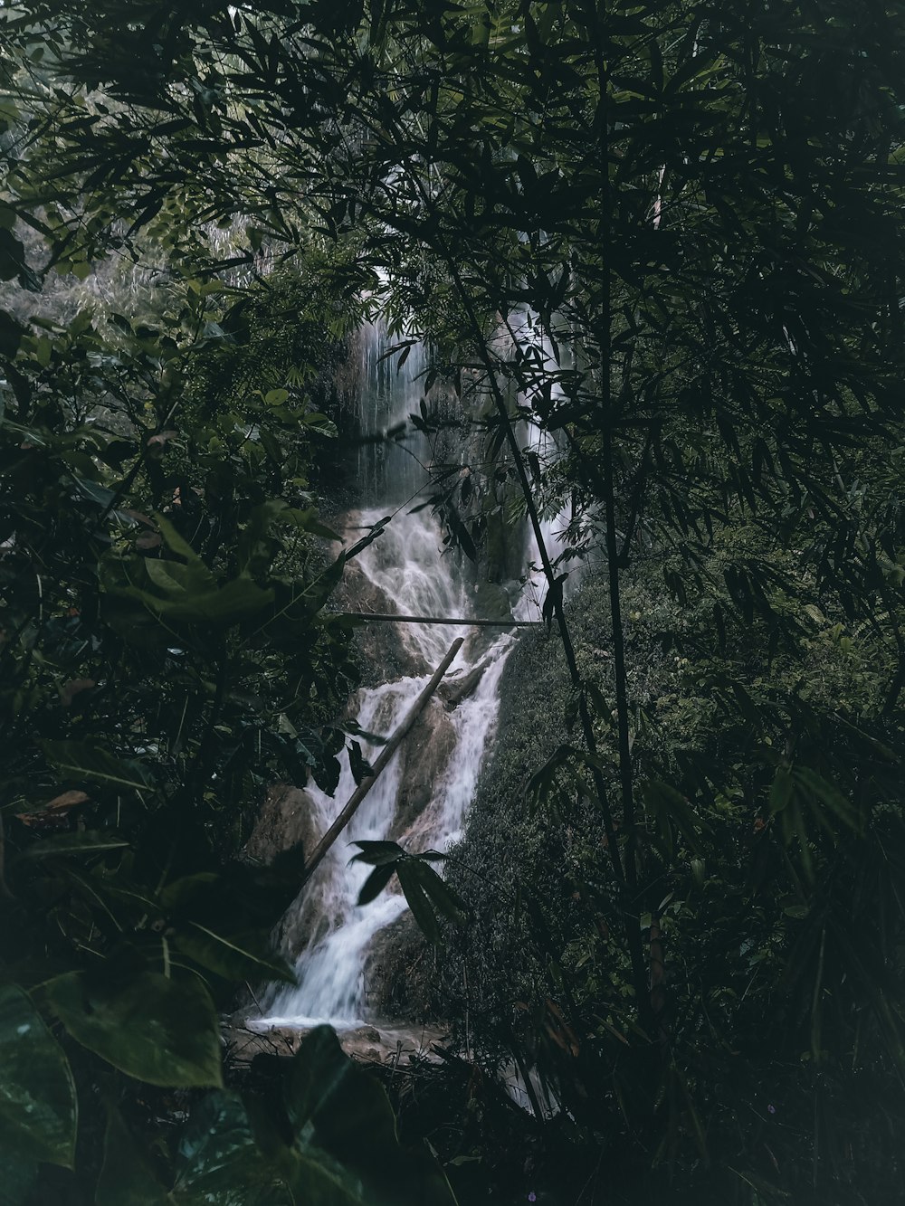 green plant near water falls