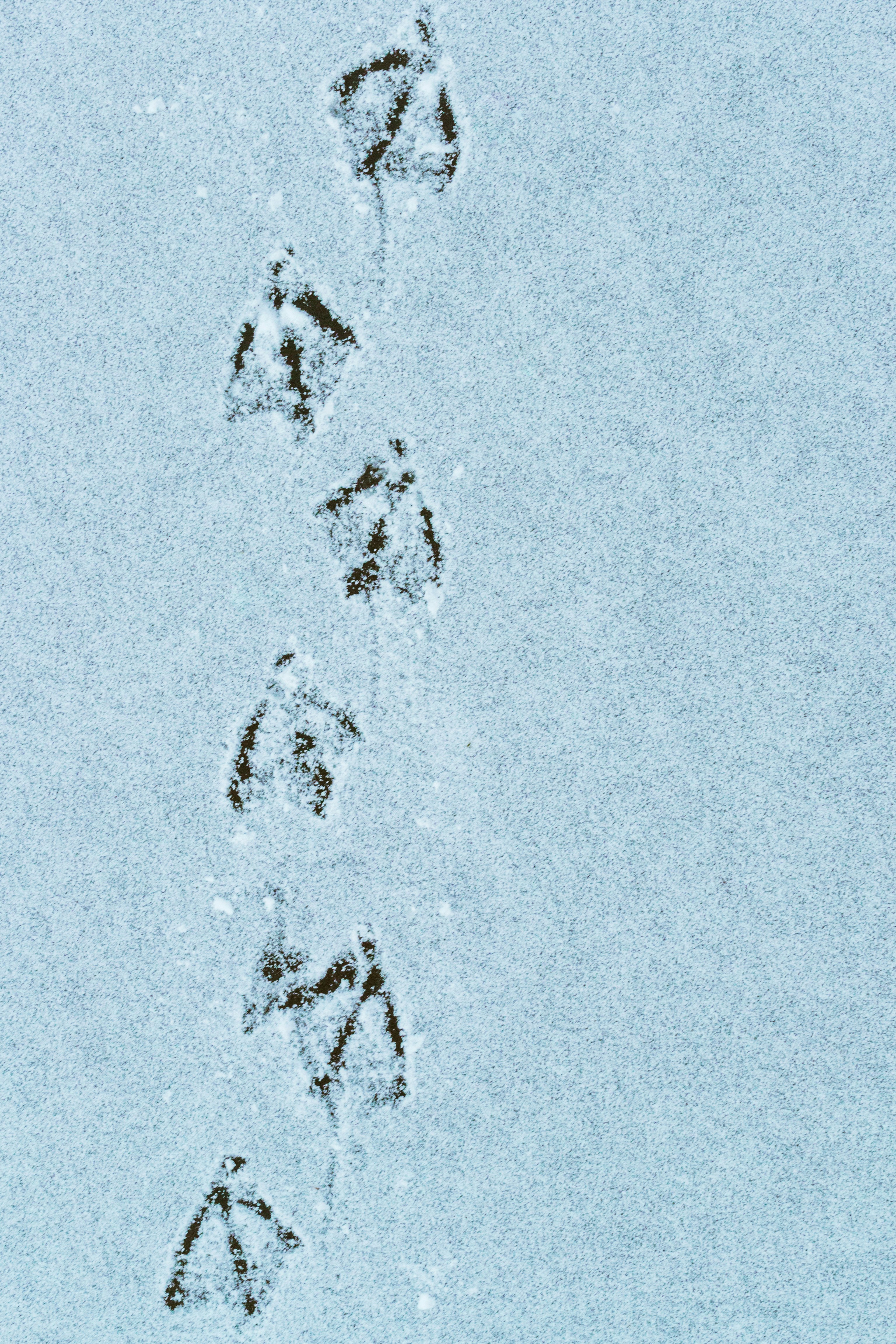 white and black abstract painting