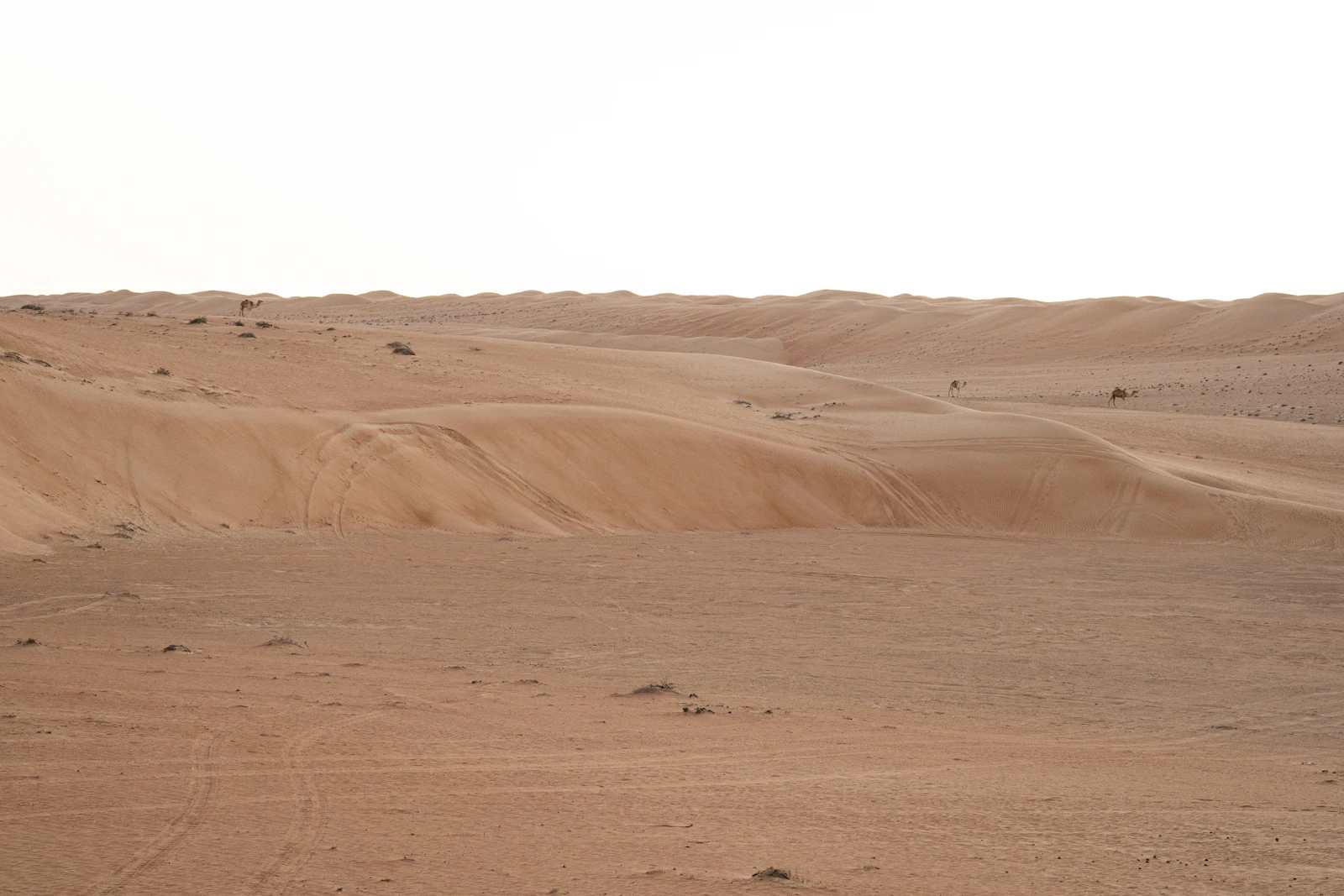 رحلة ركوب الإبل