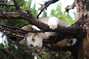 Hazel playfully batting at a hanging enrichment piece with a hint of sass