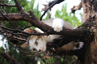 Hazel playfully batting at a hanging enrichment piece with a hint of sass