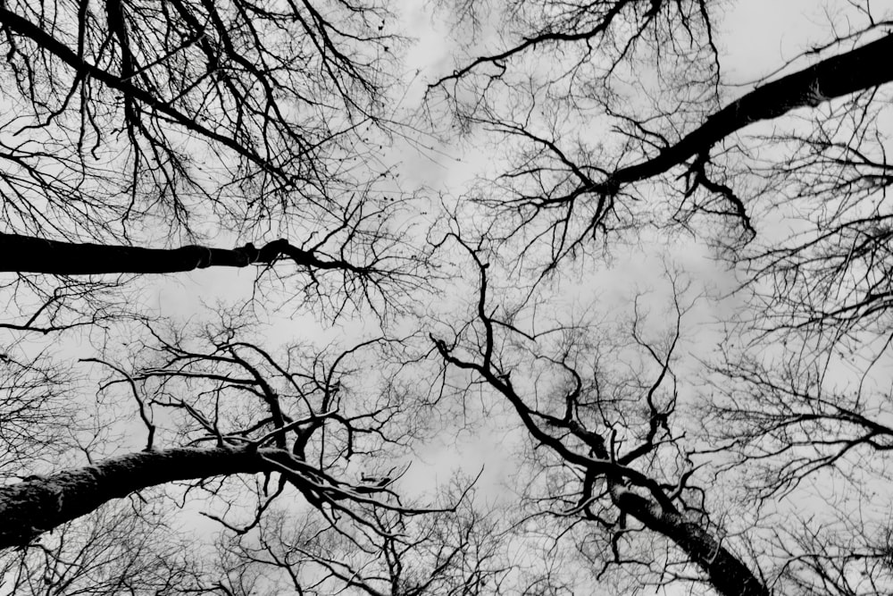 grayscale photo of bare trees