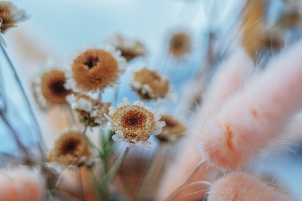 white and brown flower in tilt shift lens