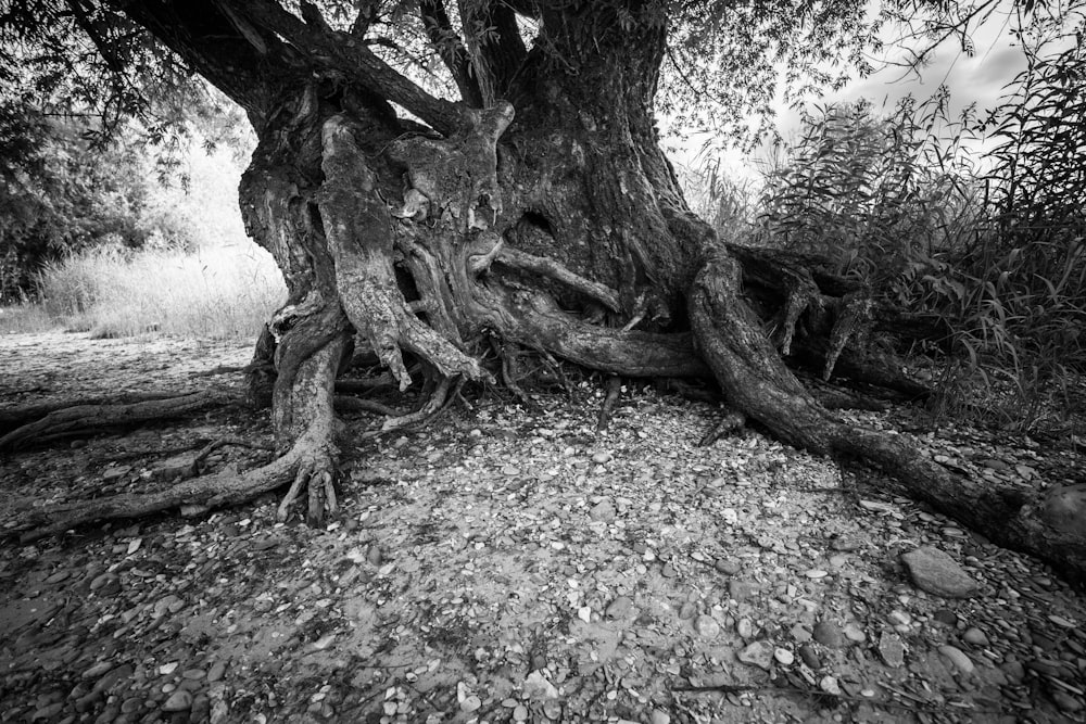 Foto en escala de grises del tronco de un árbol