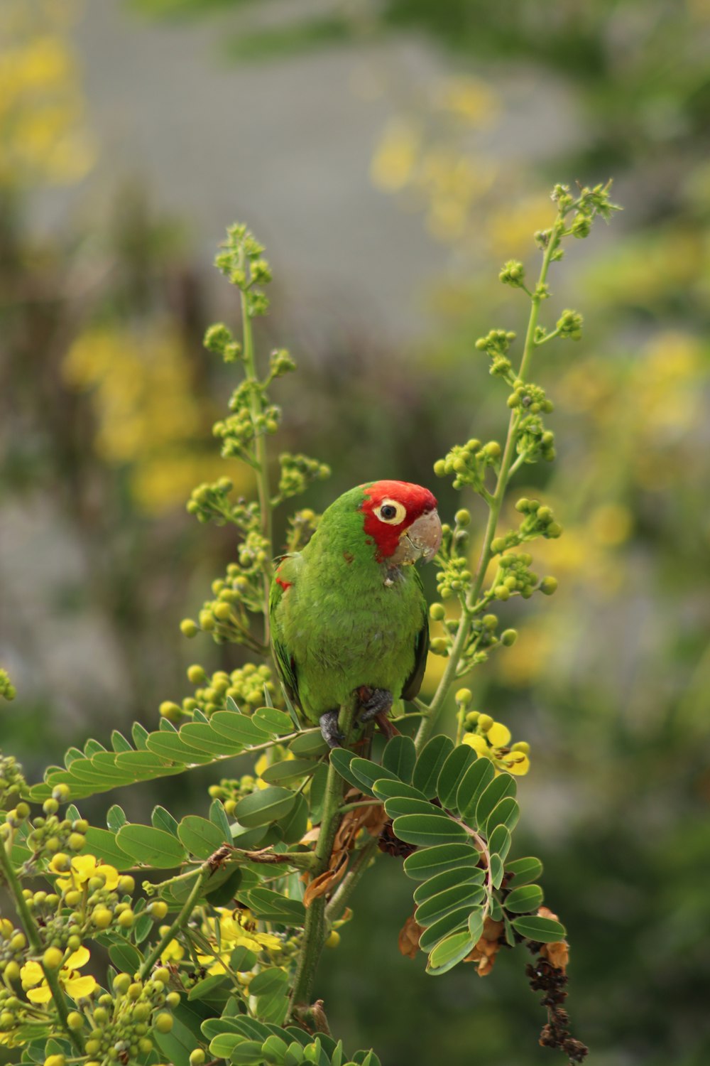 red green and yellow bird on green plant