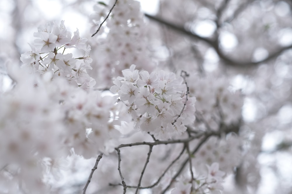 white cherry blossom in close up photography