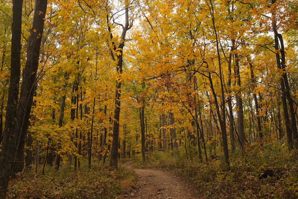 brown and green trees during daytime