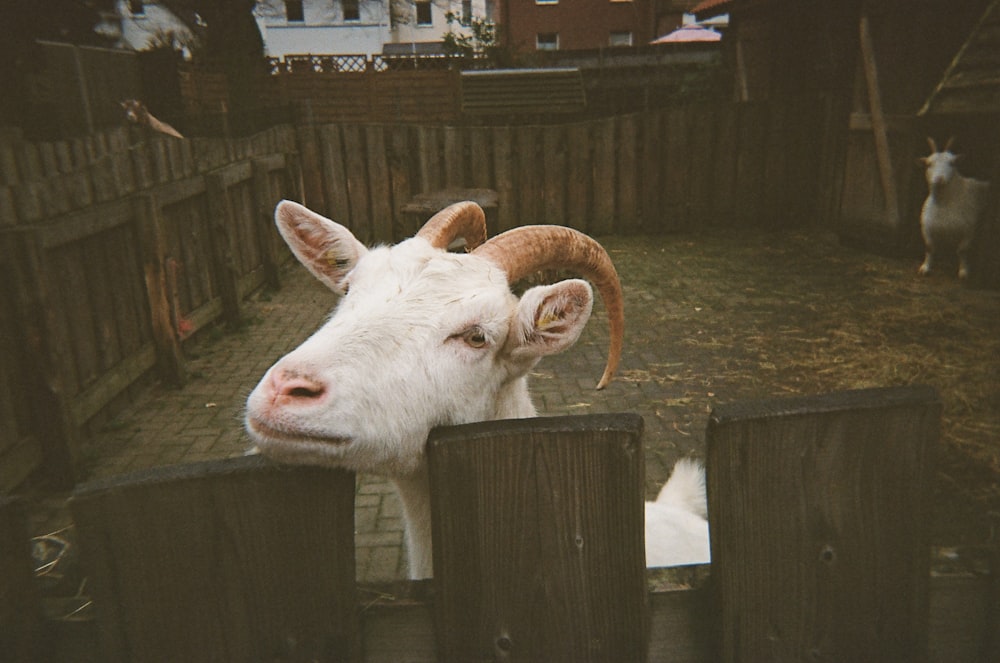 white cow in a brown wooden cage
