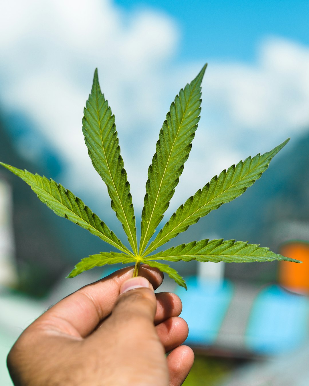 person holding green leaf during daytime