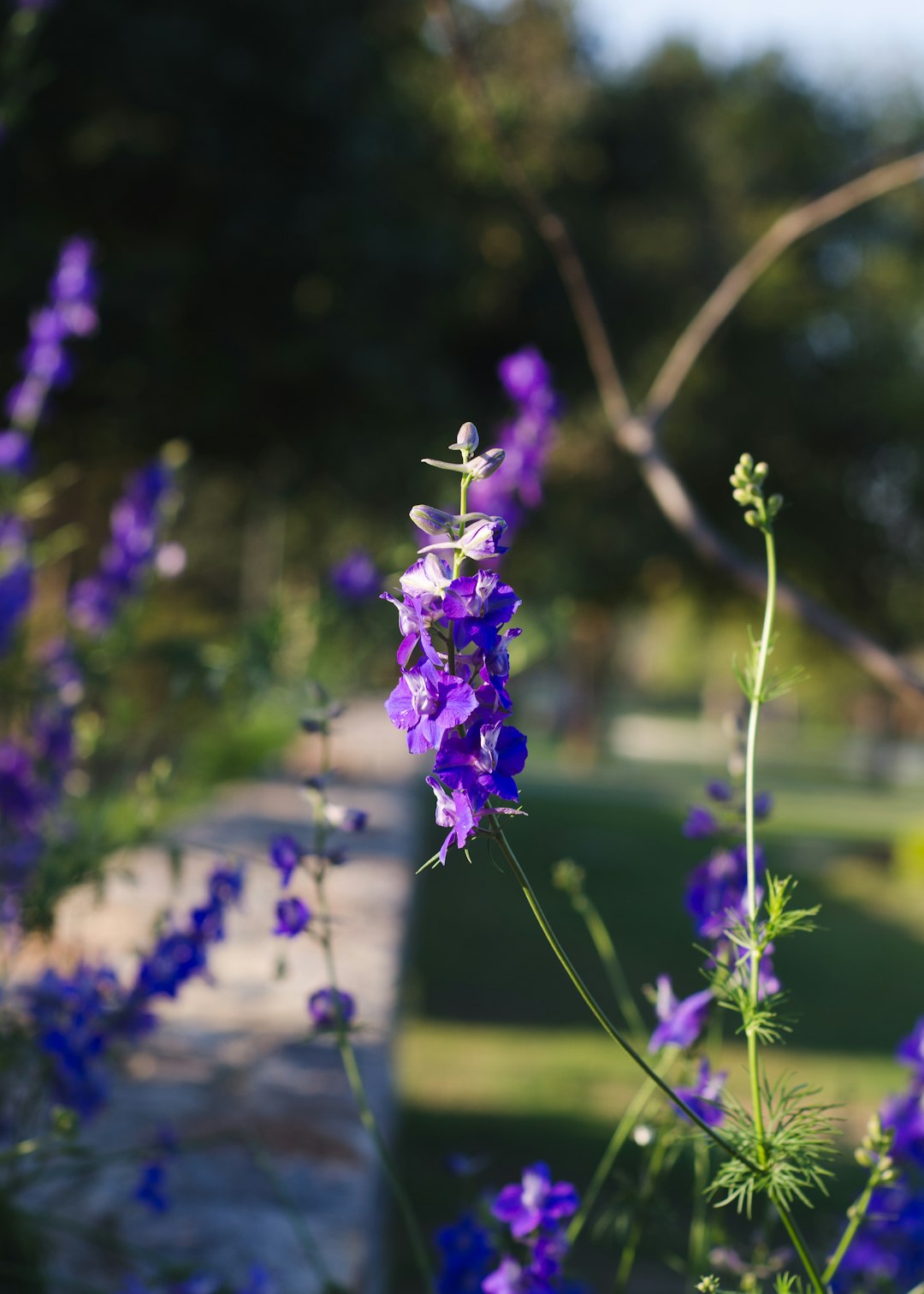 purple flower in tilt shift lens