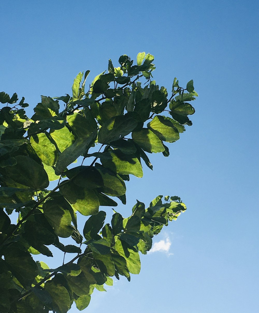 foglie verdi sotto il cielo blu durante il giorno