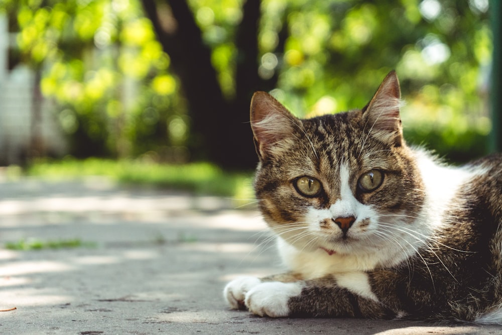 brown tabby cat on road during daytime