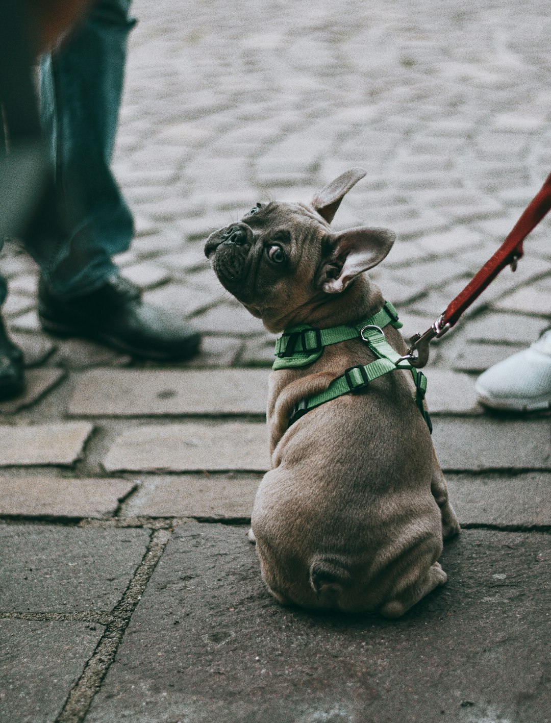 brown short coated small dog with green and black leash