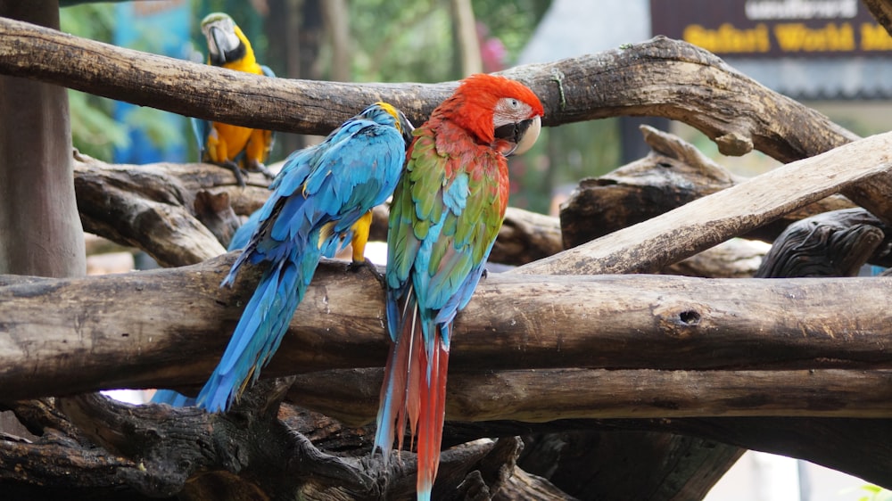 blue yellow and red macaw perched on brown tree branch
