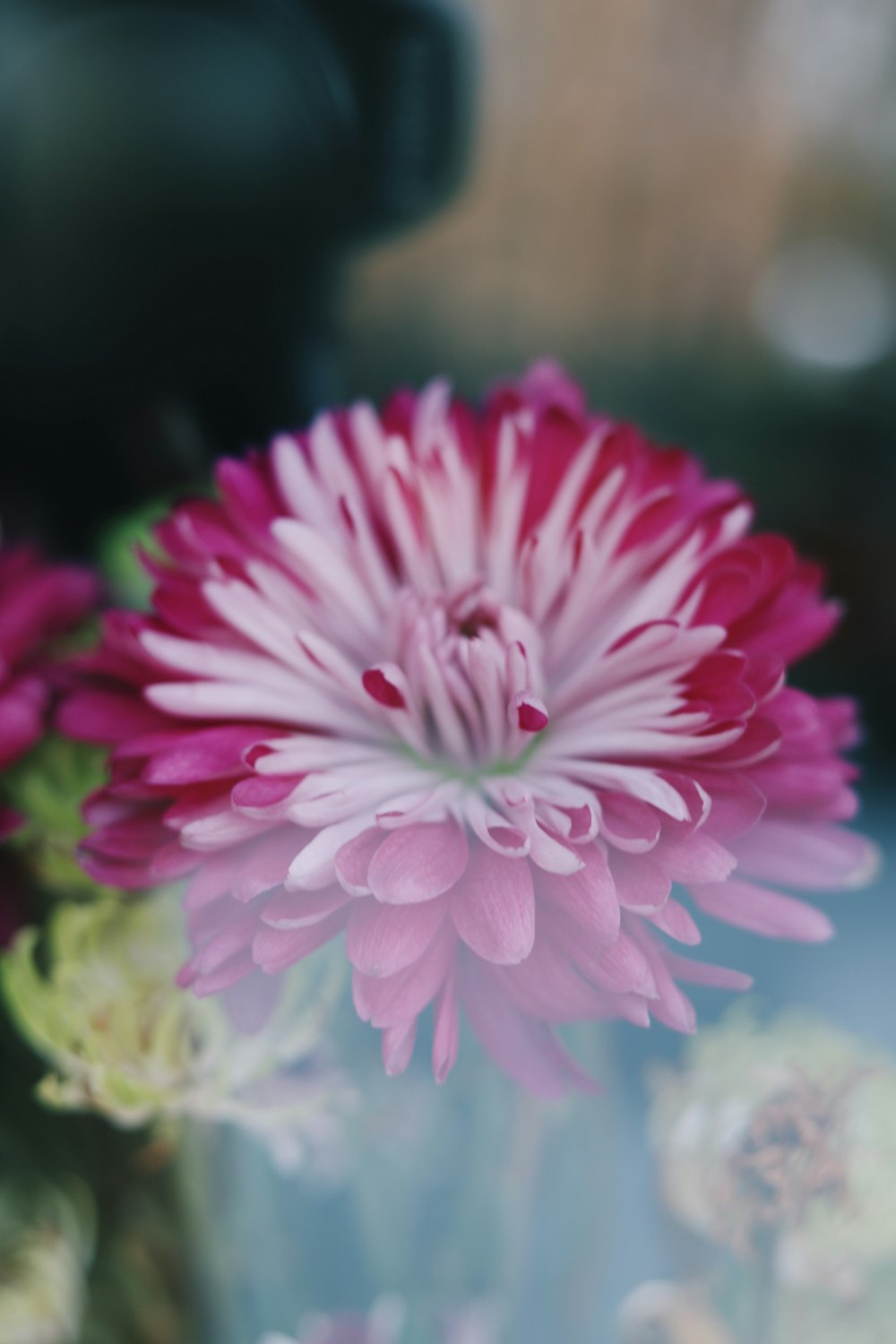 pink and white flower in tilt shift lens