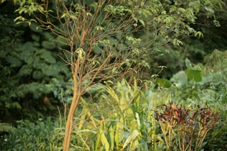A small tree with thin branches and sparse leaves stands in a lush garden setting, surrounded by various types of greenery and plants. The backdrop includes large, broad leaves and a dense arrangement of foliage, giving the scene a wild, natural feel.