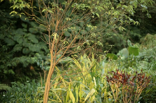 A small tree with thin branches and sparse leaves stands in a lush garden setting, surrounded by various types of greenery and plants. The backdrop includes large, broad leaves and a dense arrangement of foliage, giving the scene a wild, natural feel.