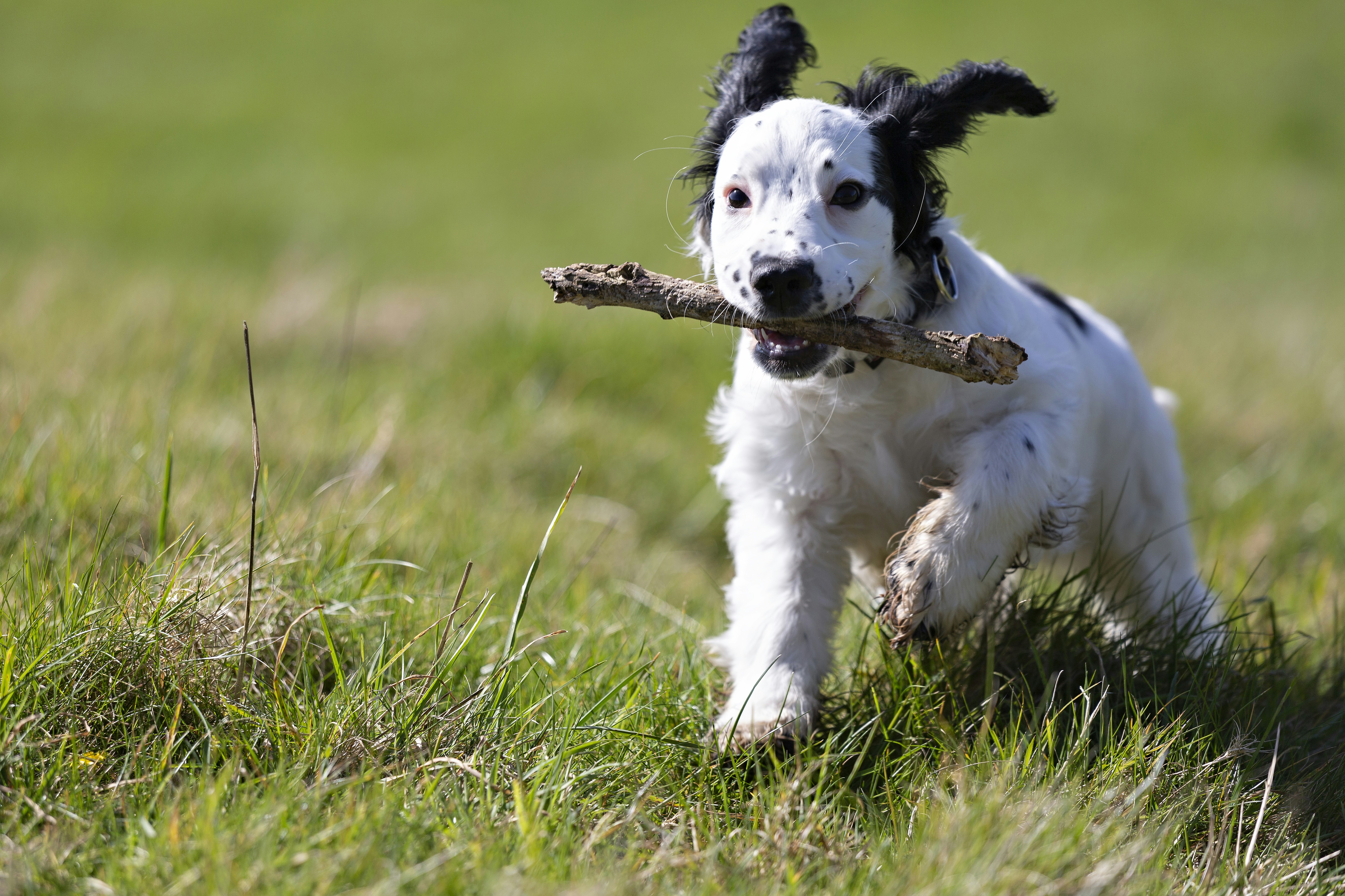 black and white long coat small dog on green grass field during daytime