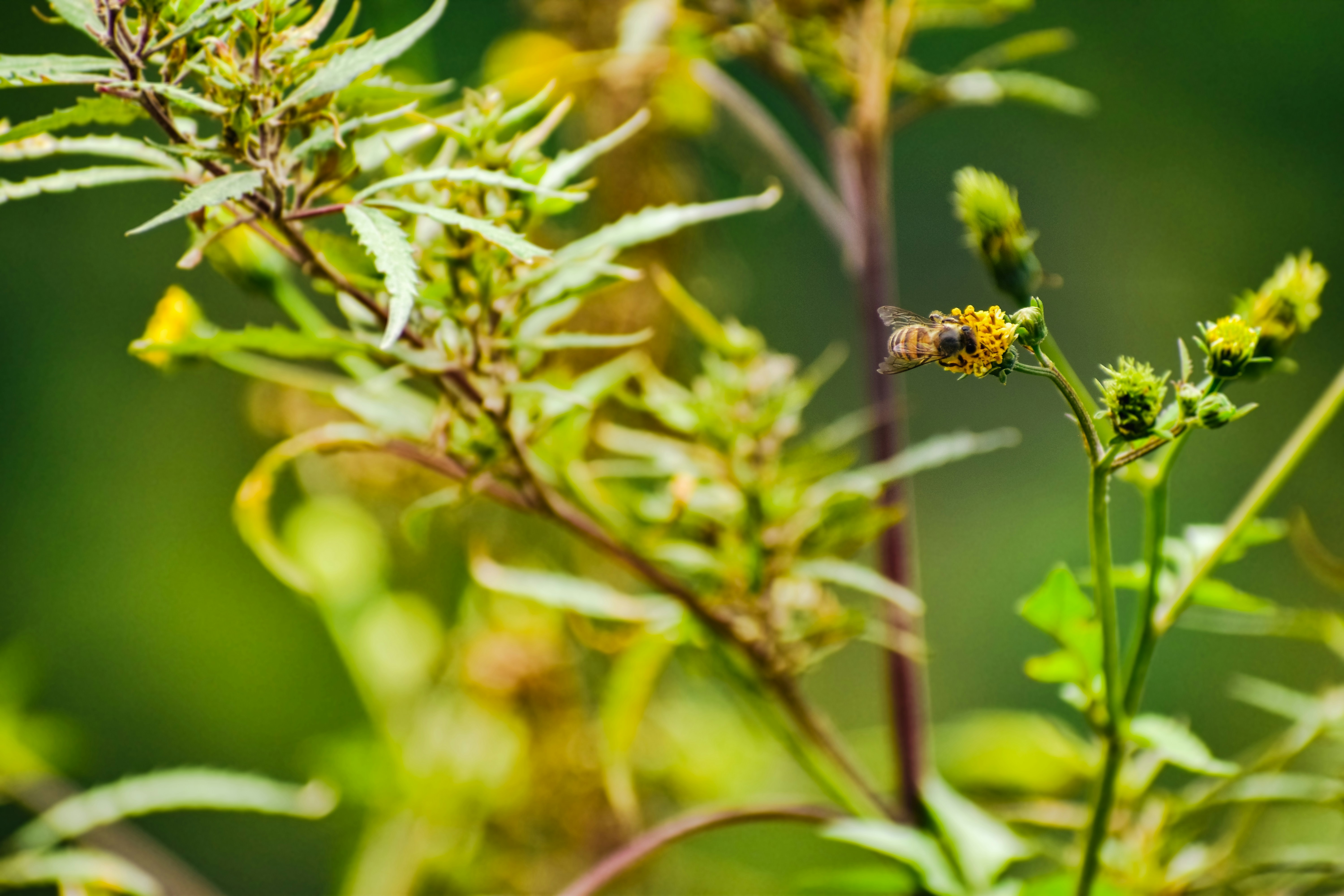 Photo by gaurav_7995