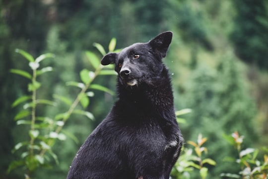 black short coat medium dog in Kasol India