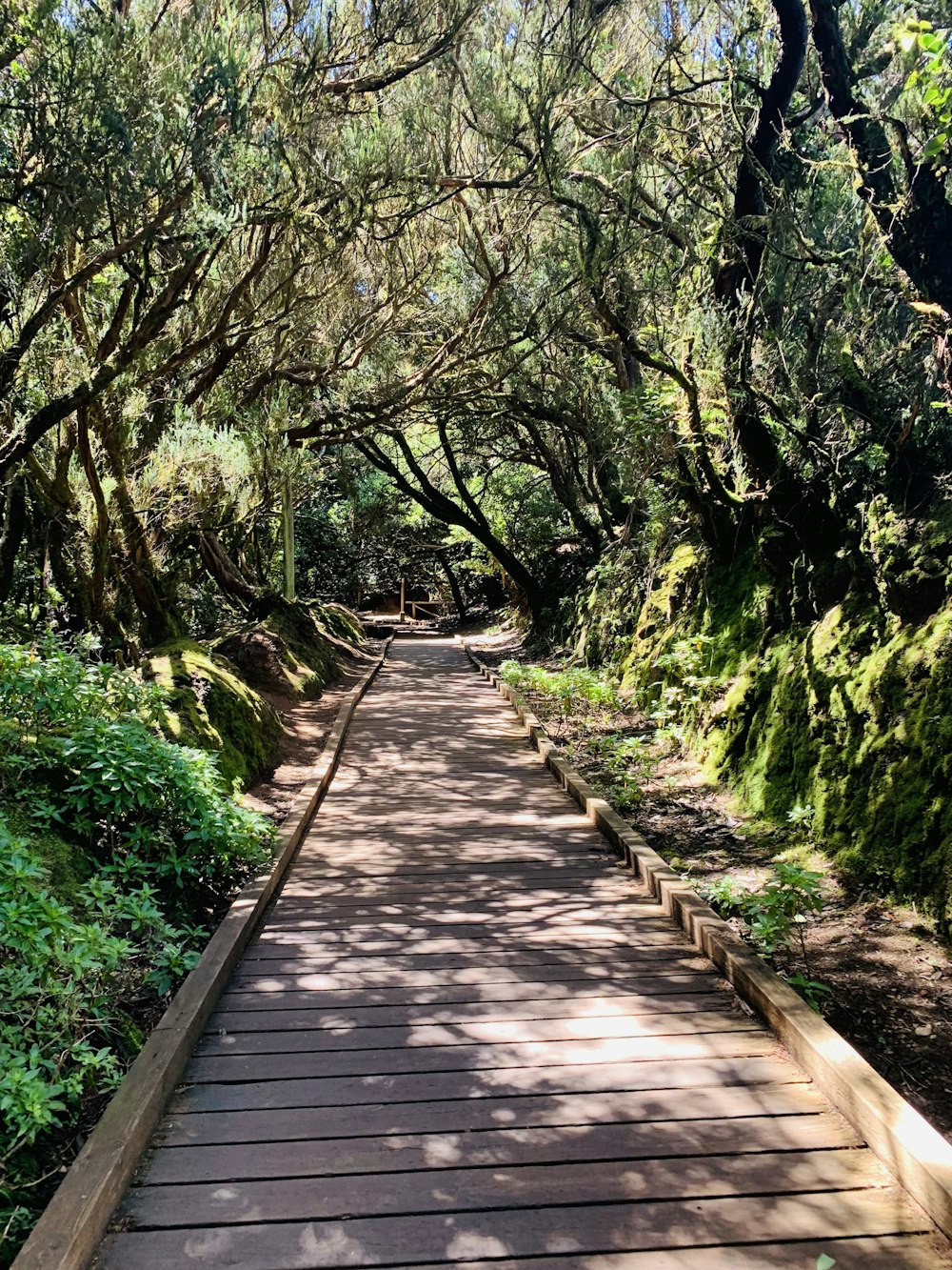 brown wooden pathway between green trees during daytime