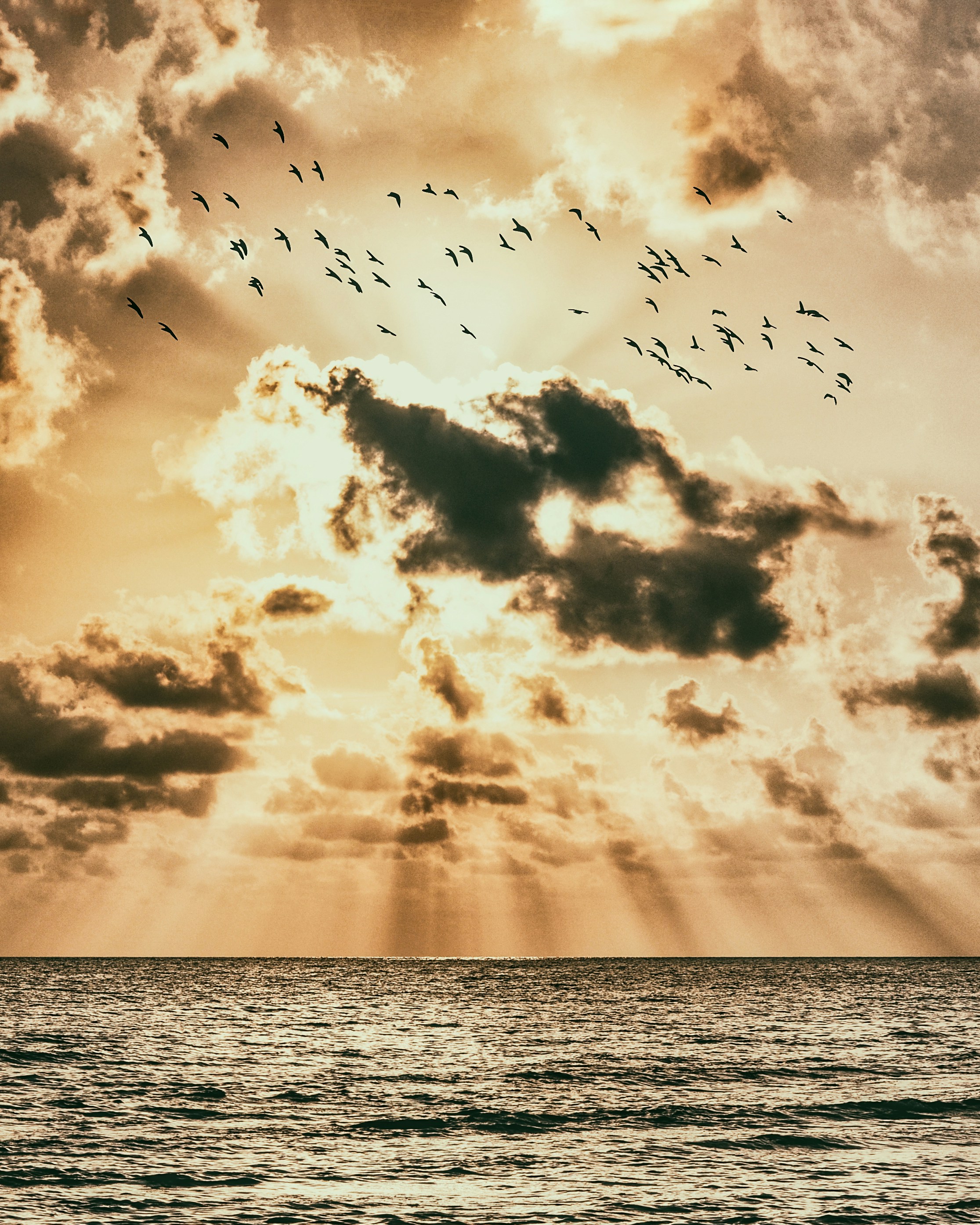 birds flying over the sea during sunset