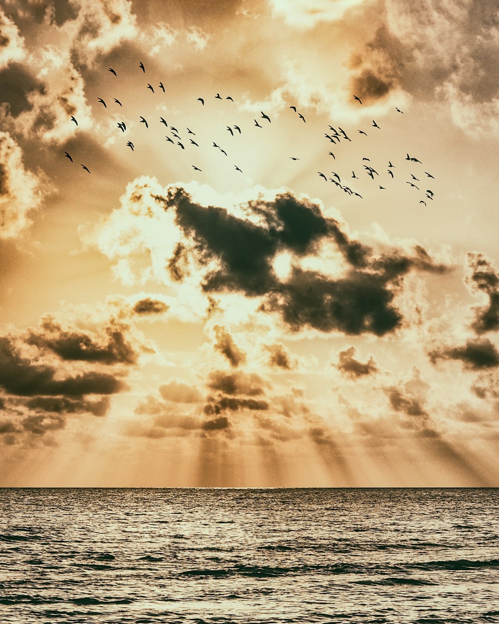 birds flying over the sea during sunset