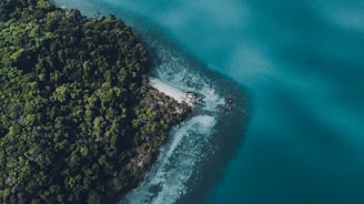 aerial view of green trees and blue sea during daytime