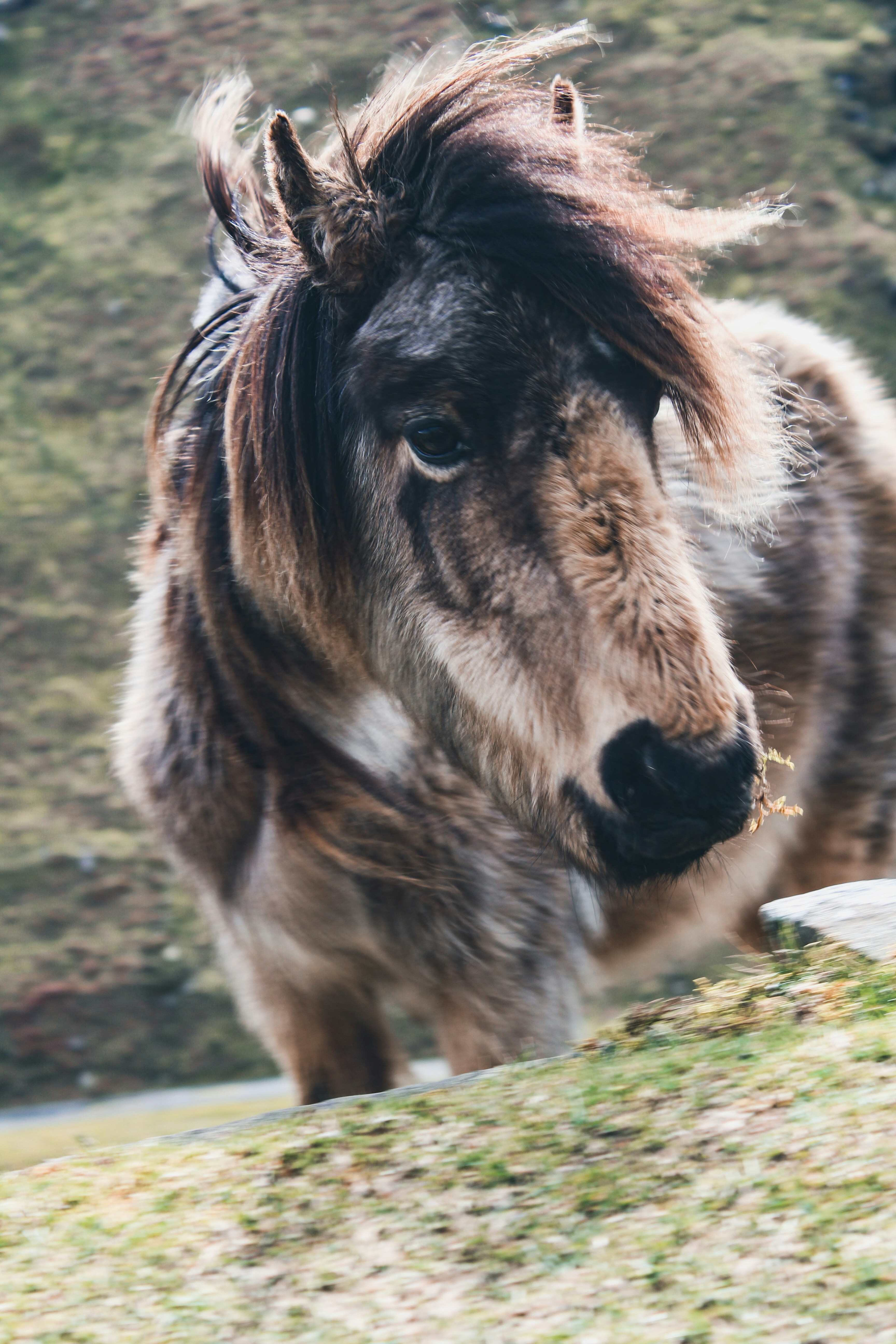 brown and white horse eating grass during daytime