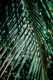 green leaves in close up photography