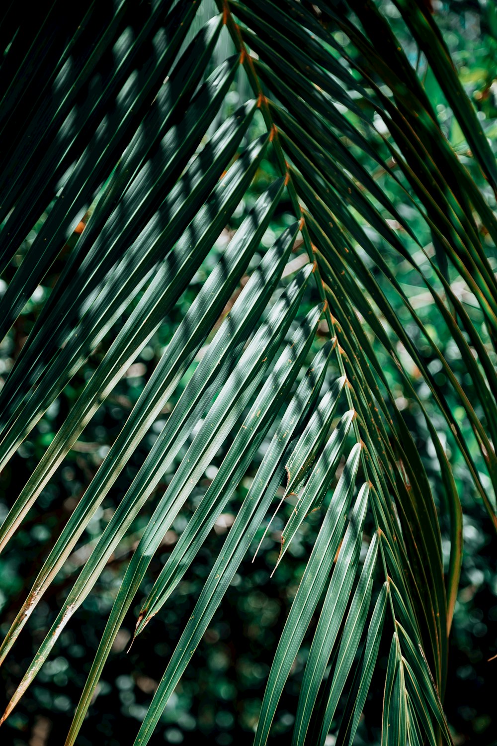 feuilles vertes en photographie en gros plan