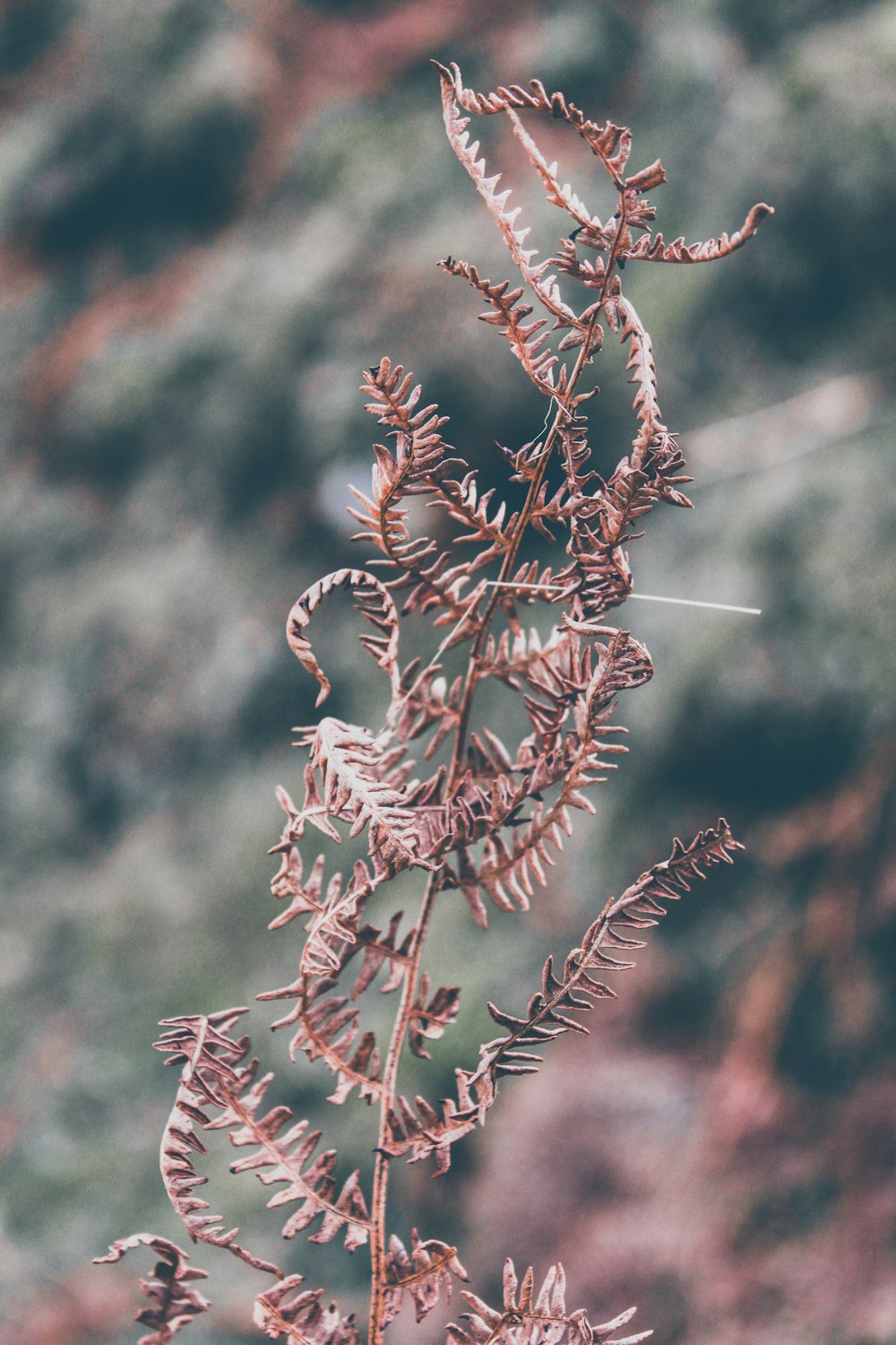 クローズアップ写真の赤と白の植物