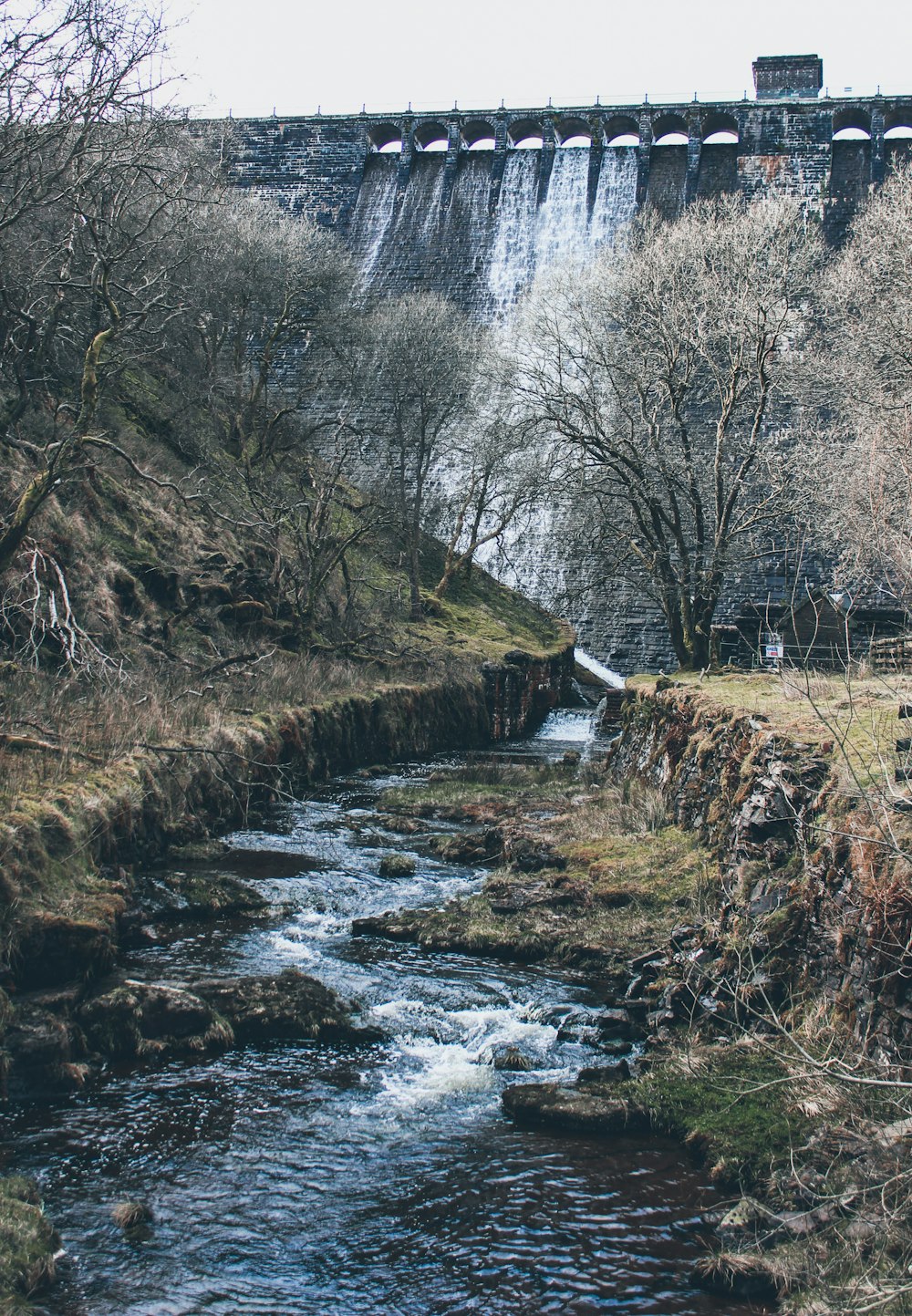 fiume tra gli alberi durante il giorno