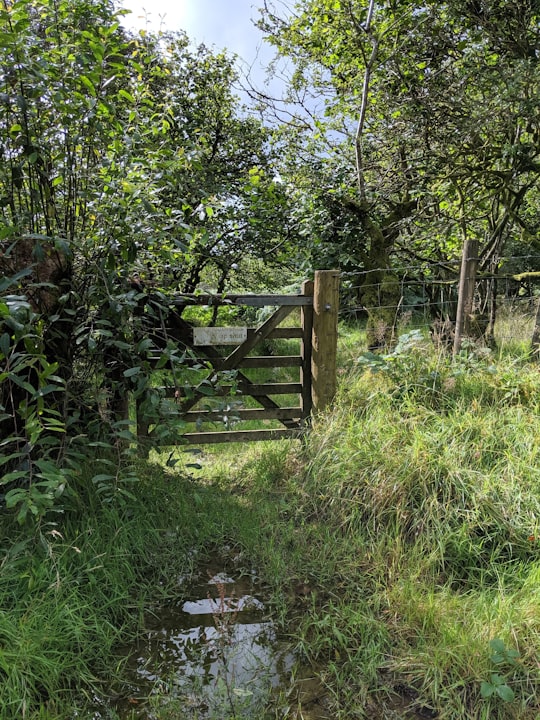 green grass field with brown wooden fence in Wales United Kingdom