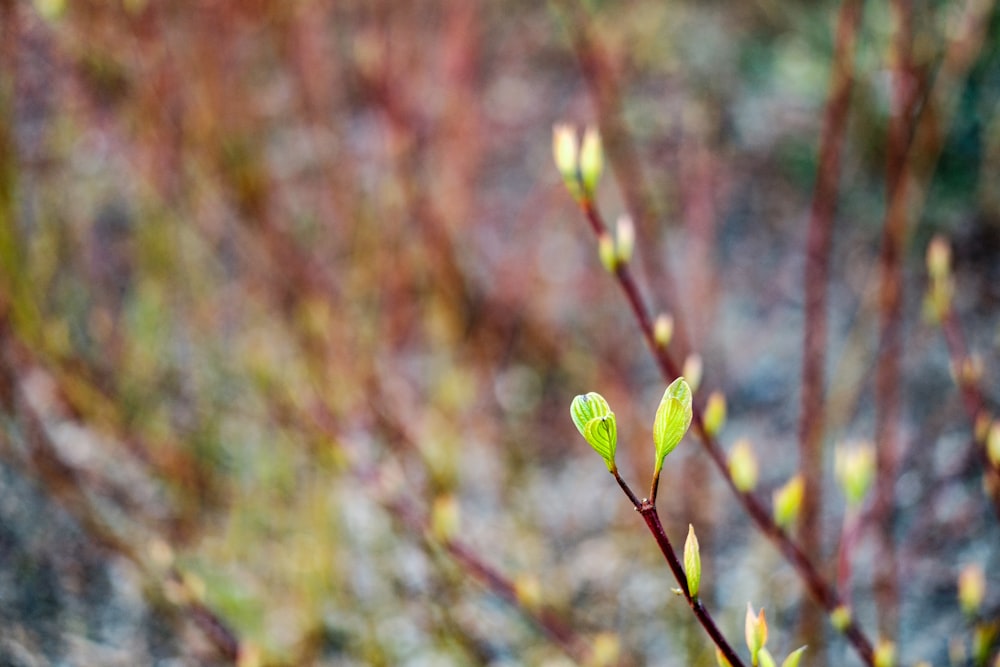 plante à feuilles vertes en photographie en gros plan