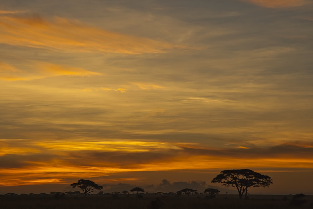 silhouette of trees during sunset