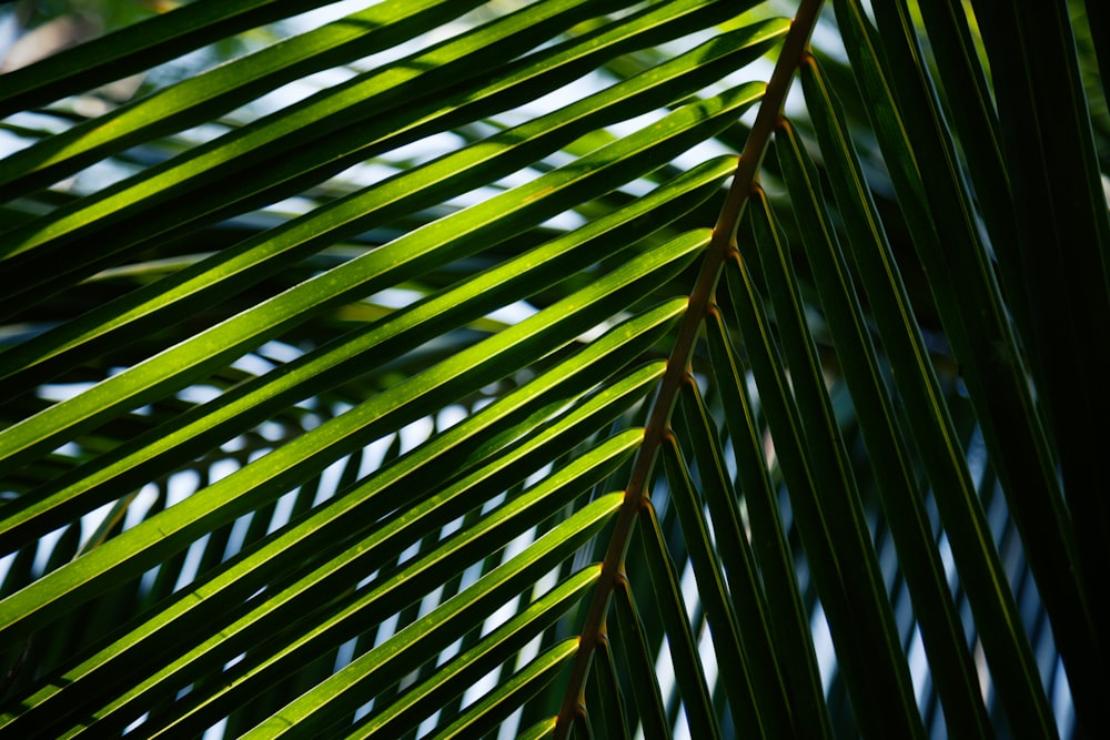 green leaf plant during daytime