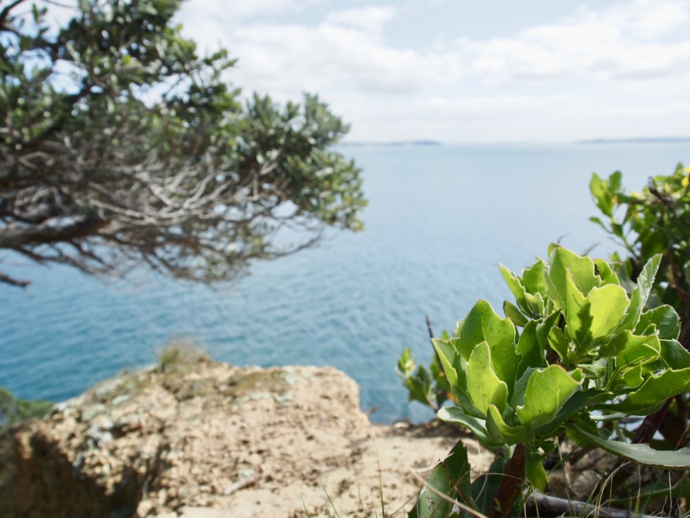 green plant on brown rock near body of water during daytime