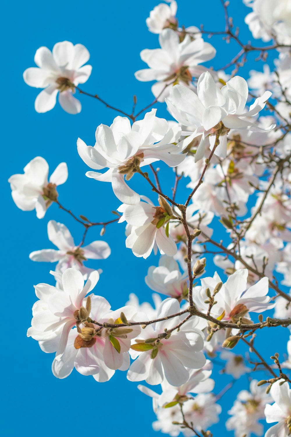 white cherry blossom in bloom during daytime