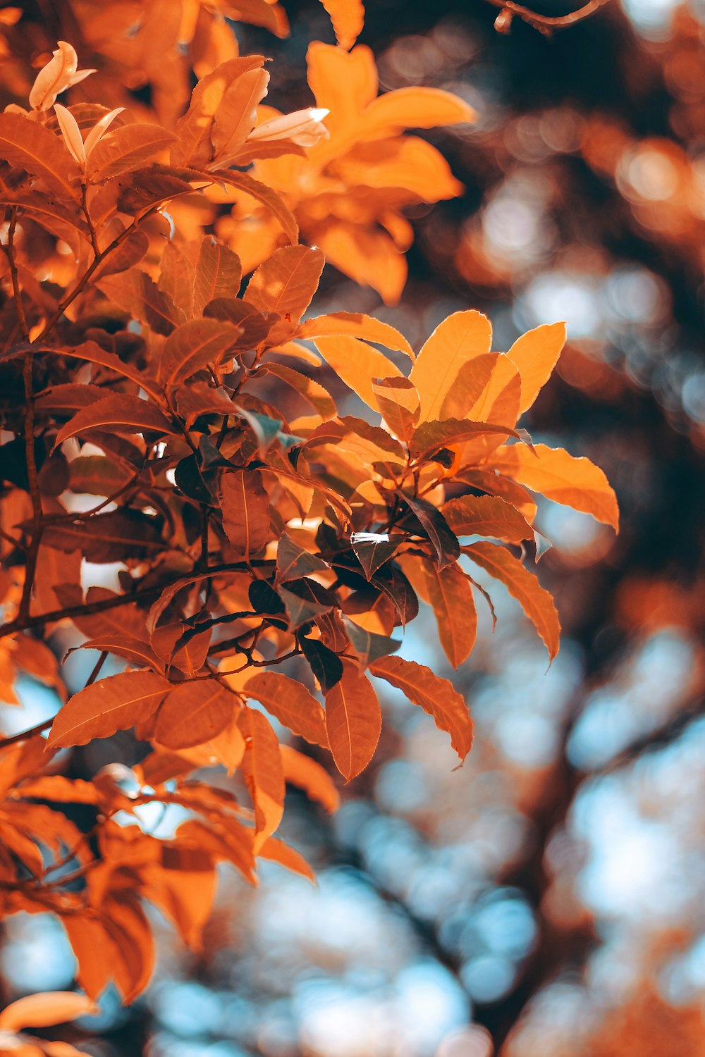 red leaves in tilt shift lens