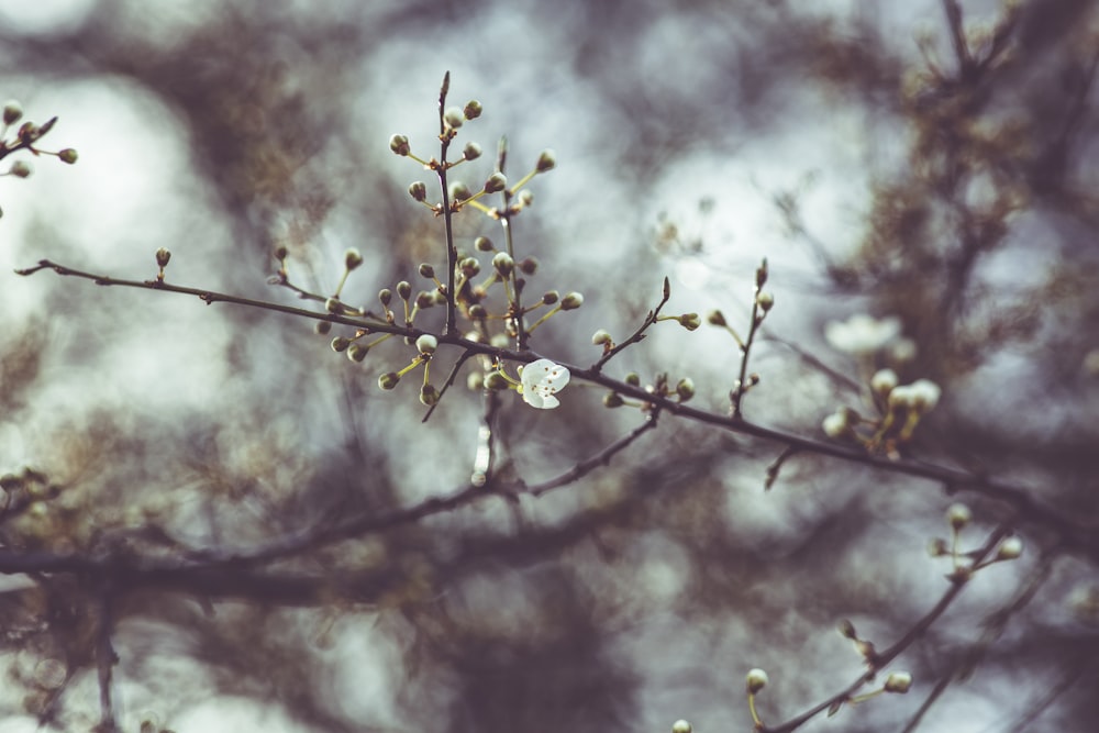 fleurs jaunes dans une lentille à bascule