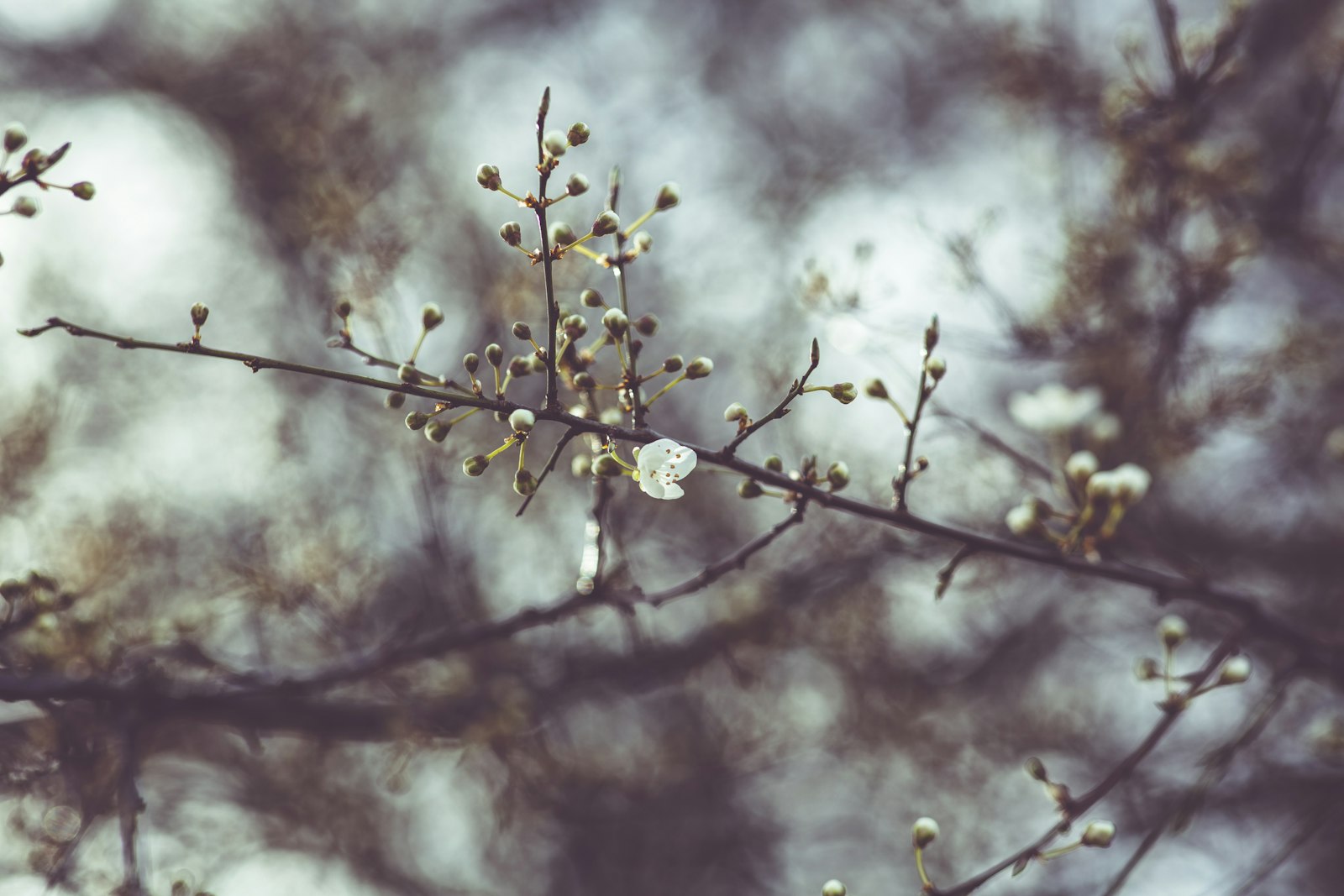 Canon EOS 5D Mark III + Canon EF 85mm F1.4L IS USM sample photo. Yellow flowers in tilt photography