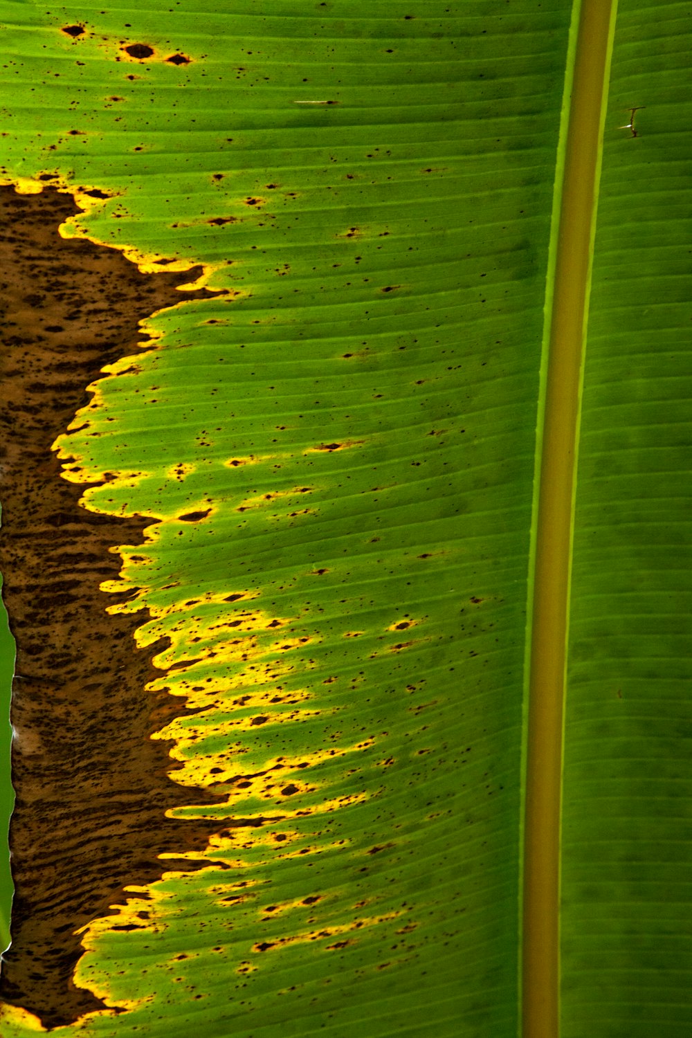 brown and green abstract painting