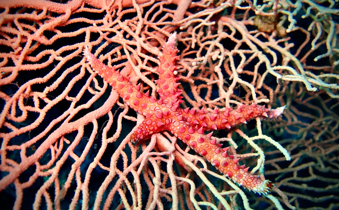 brown and white starfish on blue textile