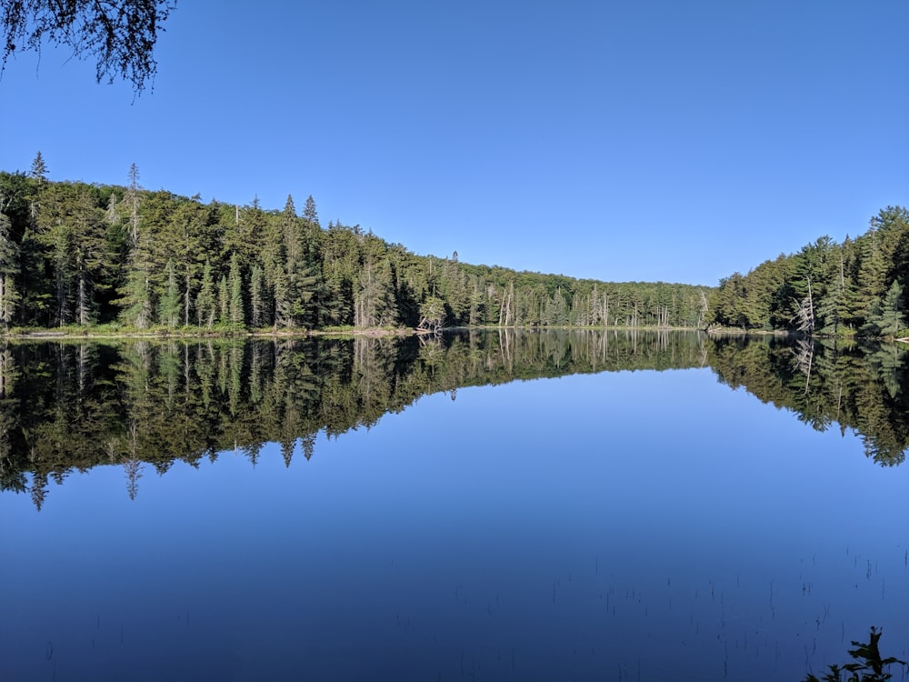 arbres verts au bord du lac sous le ciel bleu pendant la journée