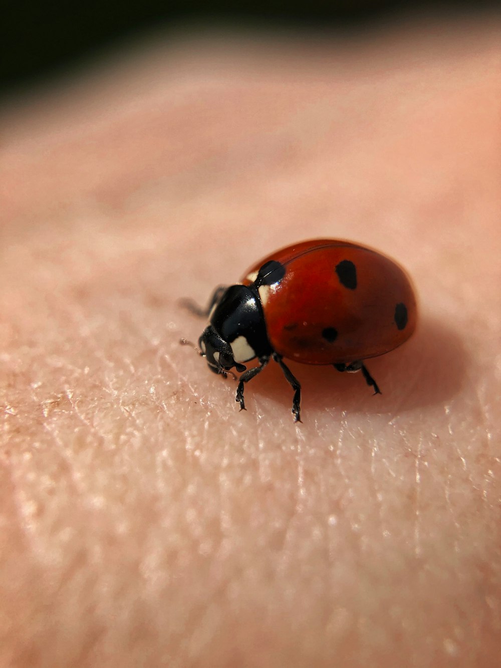 red ladybug on brown textile
